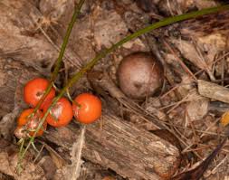 Attēlu rezultāti vaicājumam “Convallaria majalis fruit”