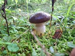 Attēlu rezultāti vaicājumam “Gomphidius glutinosus”