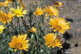 Image result for Dimorphotheca sinuata