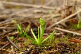 Attēlu rezultāti vaicājumam “Lycopodiaceae”