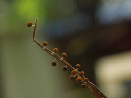 Attēlu rezultāti vaicājumam “Diachea sp.”