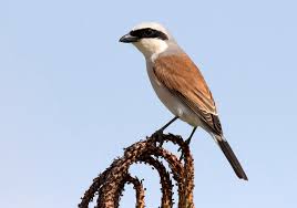 Attēlu rezultāti vaicājumam “Lanius collurio”