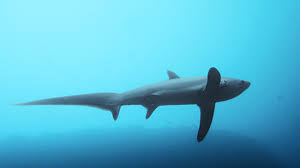 Image result for Alopias vulpinus