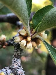 Attēlu rezultāti vaicājumam “Lycogala botrydium sessile”