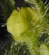 Attēlu rezultāti vaicājumam “Anchusa arvensis”