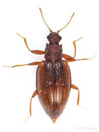 Attēlu rezultāti vaicājumam “Latridiidae”