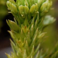 Attēlu rezultāti vaicājumam “Huperzia selago”