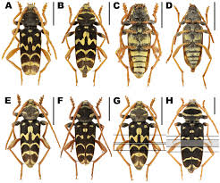 Attēlu rezultāti vaicājumam “Plagionotus detritus imago”
