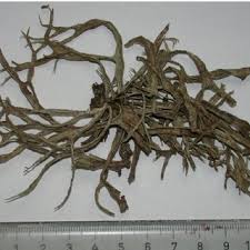 Attēlu rezultāti vaicājumam “Ramalina calicaris”