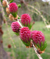 Attēlu rezultāti vaicājumam “Larix kaempferi female flower”