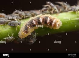 Attēlu rezultāti vaicājumam “Syrphus sp. larva”
