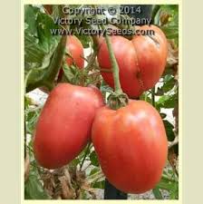 Afbeeldingsresultaat voor erdie family oxheart tomato