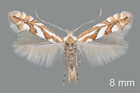 Attēlu rezultāti vaicājumam “Phyllonorycter sp.”