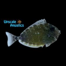 Image result for Naso hexacanthus