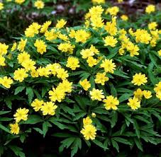 Attēlu rezultāti vaicājumam “Anemone ranunculoides leaf”