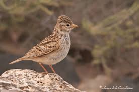 Image result for Calandrella rufescens