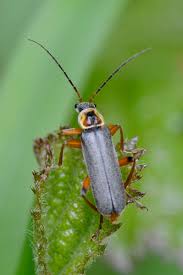 Attēlu rezultāti vaicājumam “Cantharis nigricans”