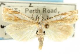 Attēlu rezultāti vaicājumam “Crambus heringiellus”