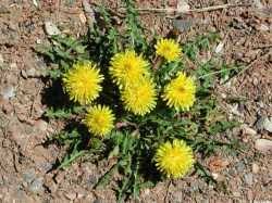 Attēlu rezultāti vaicājumam “Taraxacum suecicum”