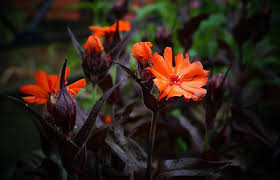Attēlu rezultāti vaicājumam “Silene x arkwrightii Vesuvius flower”
