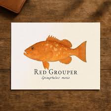 Image result for Epinephelus morio