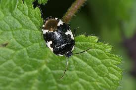 Attēlu rezultāti vaicājumam “Tritomegas bicolor imago”