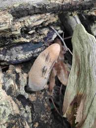 Attēlu rezultāti vaicājumam “Xylaria longipes”