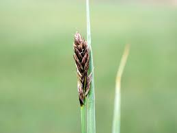 Attēlu rezultāti vaicājumam “Carex disticha”