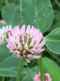Attēlu rezultāti vaicājumam “Trifolium fragiferum fruit”