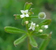 Image result for Galium aparine