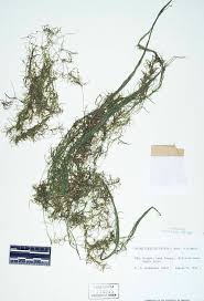 Attēlu rezultāti vaicājumam “Najas flexilis”