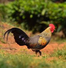 Attēlu rezultāti vaicājumam “Galliformes”