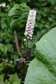 Image result for Silberkerze