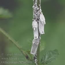 Attēlu rezultāti vaicājumam “Orthezia urticae”