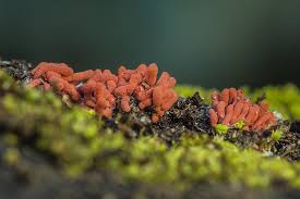 Attēlu rezultāti vaicājumam “Arcyria affinis”