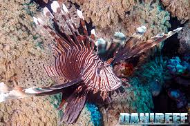 Image result for Pterois volitans