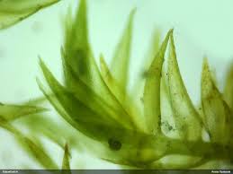 Attēlu rezultāti vaicājumam “Homomallium incurvatum”