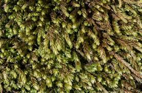 Attēlu rezultāti vaicājumam “Pterigynandrum filiforme”