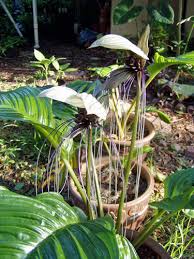 Image result for Tacca chantrieri