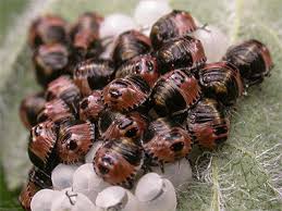 Attēlu rezultāti vaicājumam “Palomena prasina nymph”