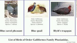 Attēlu rezultāti vaicājumam “Galliformes”