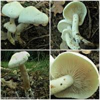 Attēlu rezultāti vaicājumam “Tricholoma album”