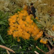 Attēlu rezultāti vaicājumam “Byssonectria fusispora”