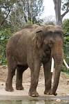 File:Asian elephant - melbourne zoo.jpg - Wikipedia, the free ...