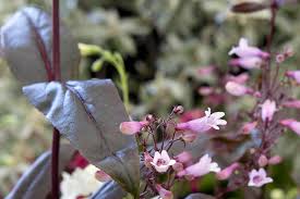 Image result for Alcea rosea nigra