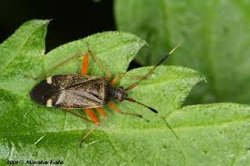 Attēlu rezultāti vaicājumam “Closterotomus biclavatus”