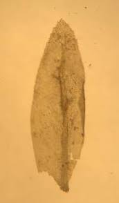 Attēlu rezultāti vaicājumam “Thamnobryum subserratum”