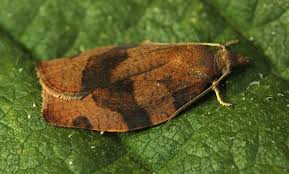 Attēlu rezultāti vaicājumam “Pandemis cinnamomeana female”