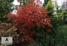 Attēlu rezultāti vaicājumam “Aesculus x neglecta”