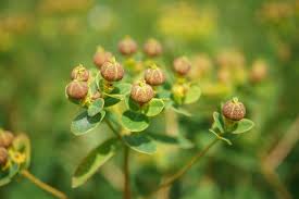 Attēlu rezultāti vaicājumam “Euphorbia palustris flower”